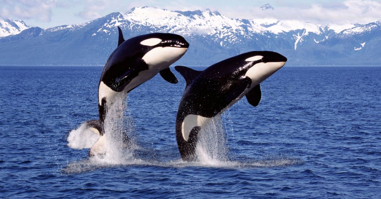 Orca whales off the coast of Canada.